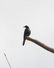 Onychognathus morio morio