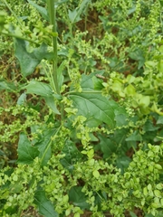 Melieria crassipennis