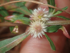 Alternanthera angustifolia