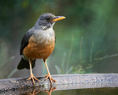 Turdus olivaceus pondoensis
