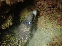 Muraena helena