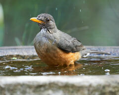 Turdus olivaceus pondoensis