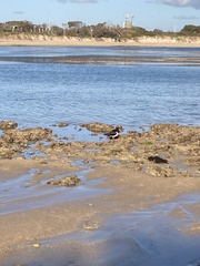Haematopus longirostris