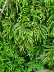 Eurhynchium