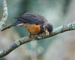 Turdus olivaceus pondoensis