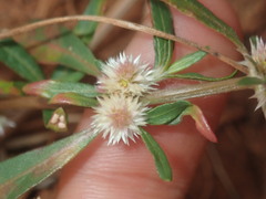 Alternanthera angustifolia