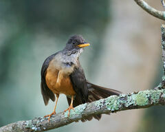Turdus olivaceus pondoensis