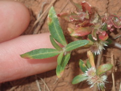 Alternanthera angustifolia