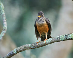 Turdus olivaceus pondoensis