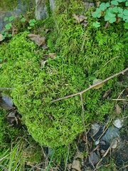 Eurhynchium