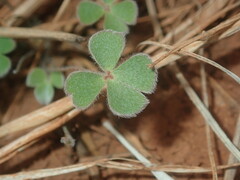 Marsilea hirsuta