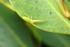 Cetratus rubropunctatus