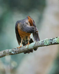 Turdus olivaceus pondoensis
