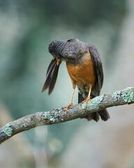 Turdus olivaceus pondoensis