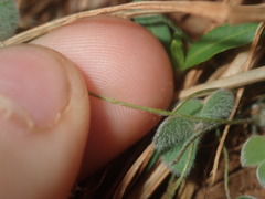 Marsilea hirsuta