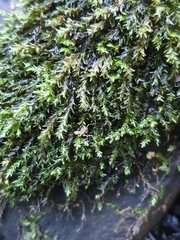 Fontinalis antipyretica