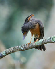 Turdus olivaceus pondoensis