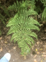 Dryopteris