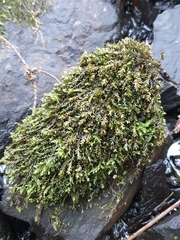 Fontinalis antipyretica