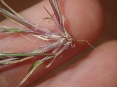 Eragrostis