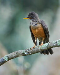 Turdus olivaceus pondoensis