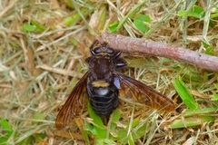 Mallophora leschenaulti