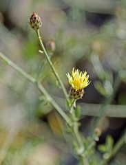 Centaurea laureotica