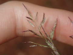 Eragrostis