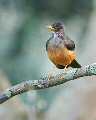 Turdus olivaceus pondoensis