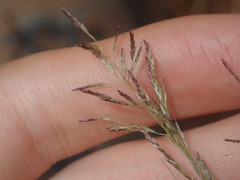Eragrostis