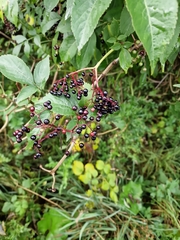 Sambucus nigra