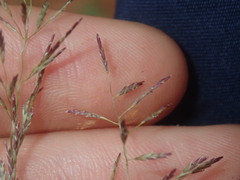 Eragrostis