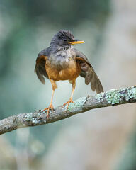 Turdus olivaceus pondoensis