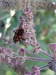 Spilostethus saxatilis