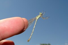 Lestes barbarus