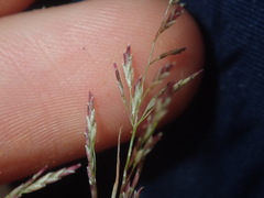 Eragrostis