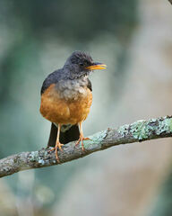 Turdus olivaceus pondoensis