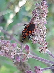 Spilostethus saxatilis