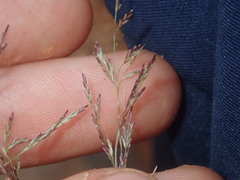 Eragrostis