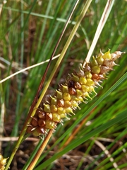 Carex rostrata