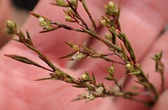 Coleonema juniperinum