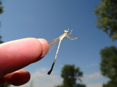 Lestes barbarus
