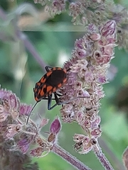 Spilostethus saxatilis