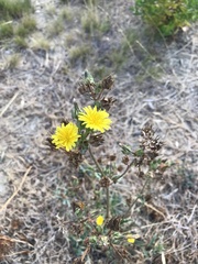 Helminthotheca echioides