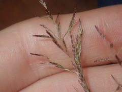 Eragrostis