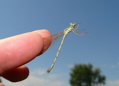 Lestes barbarus