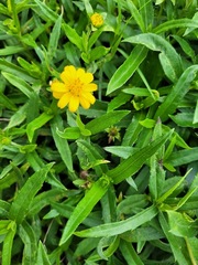 Sphagneticola calendulacea