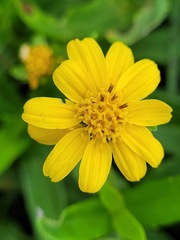 Sphagneticola calendulacea