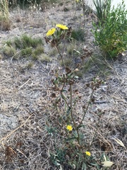 Helminthotheca echioides