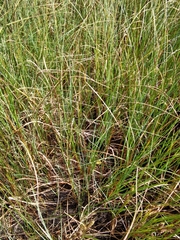 Carex rostrata